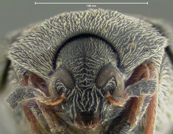 Media type: image;   Entomology 8197 Aspect: head frontal view
